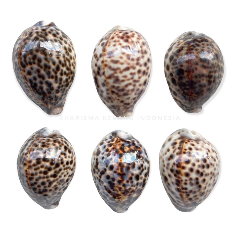 COWRIE SHELL MEDIUM TIGER COWRE CYPRAEA TIGRIS KERANG COWRIE KERANG COWRY KERANG LAUT HIASAN KERANG 