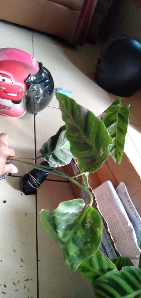 Calathea Warscewiczii-(pohon Calathea Sp. Calathea)