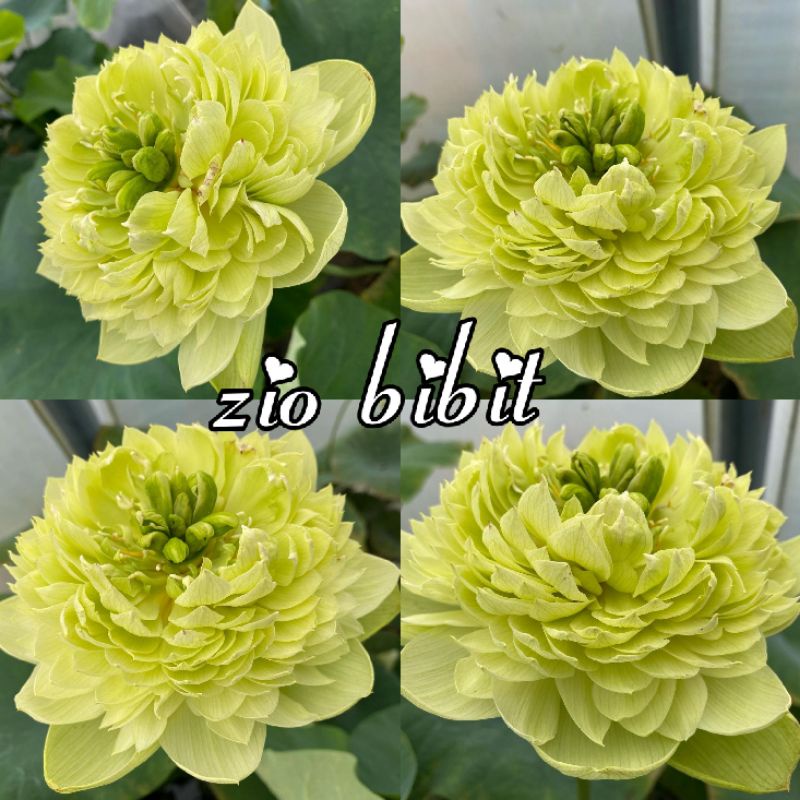 Bibit benih lotus giant hijau emerald