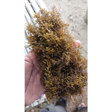 

seaweed sargasssum segar