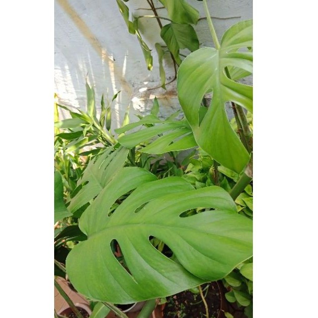 Daun Monstera Asli Tanaman Hias Air