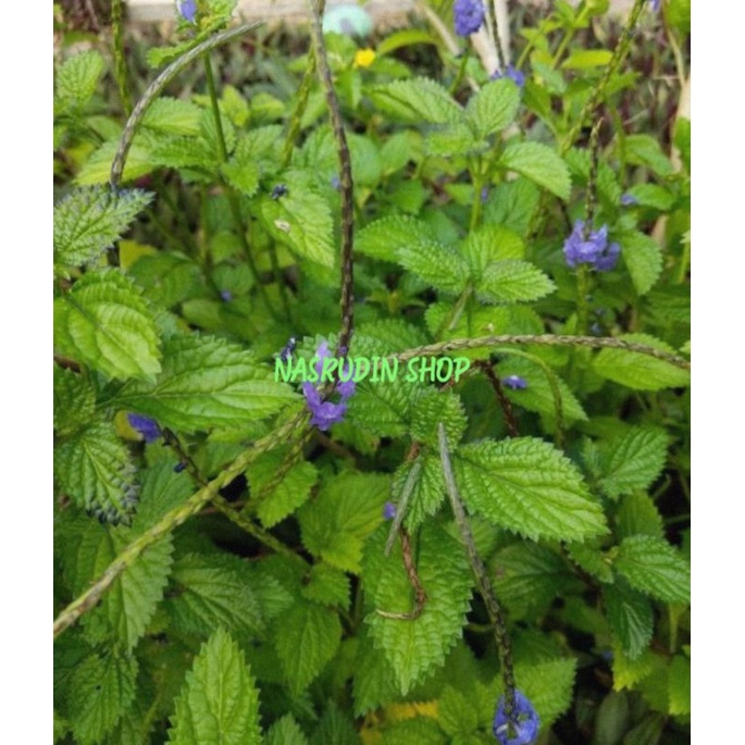 

DAUN PECUT KUDA SEGAR LANGSUNG PETIK | STACHYTARPHETA CAYENNENSIS / DAUN EKOR TIKUS BIRU / TEH BRASIL / SNAKEWEED BIRU / BLUETOP / JARONG