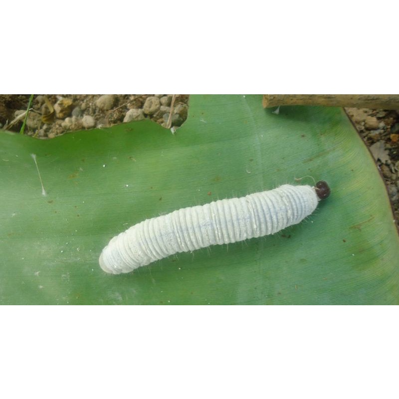 ulat pisang umpan IKAN MUJARAB TERMURAH