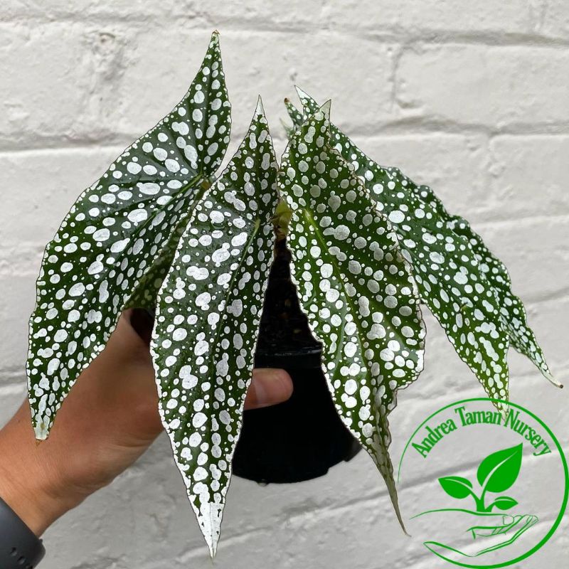 Tanaman Hias Begonia White Ice - Begonia Polkadot Putih