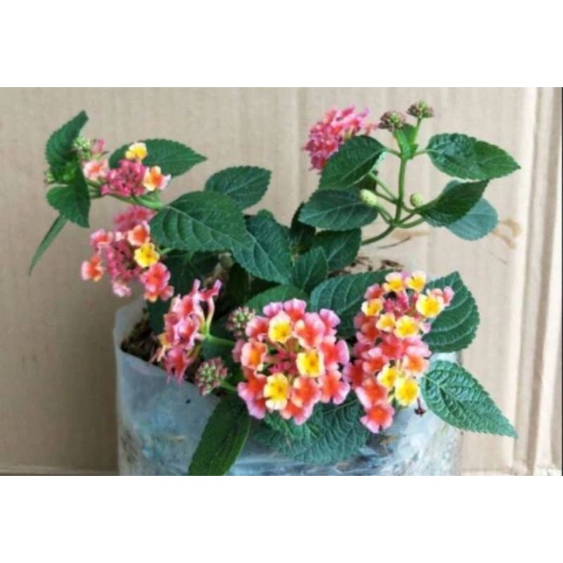 macam macam lantana mikro(PROMO BELI 5 GRATIS 1)