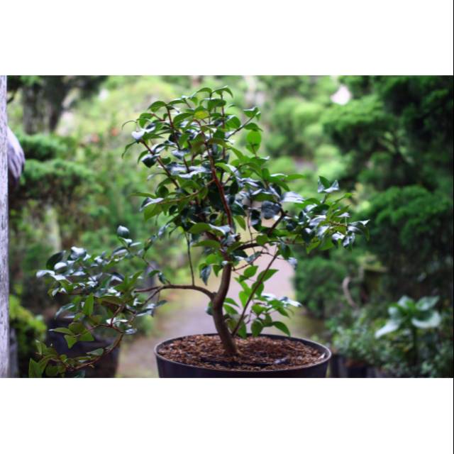 Dewandaru pohon dewandaru tanaman ceremai tanaman dewandaru pohon hias tanaman hias