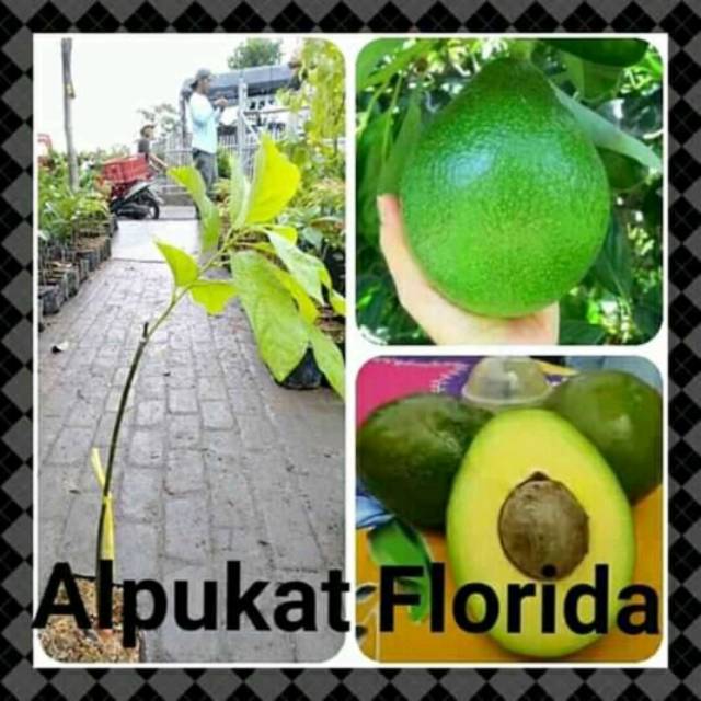 bibit alpukat florida super