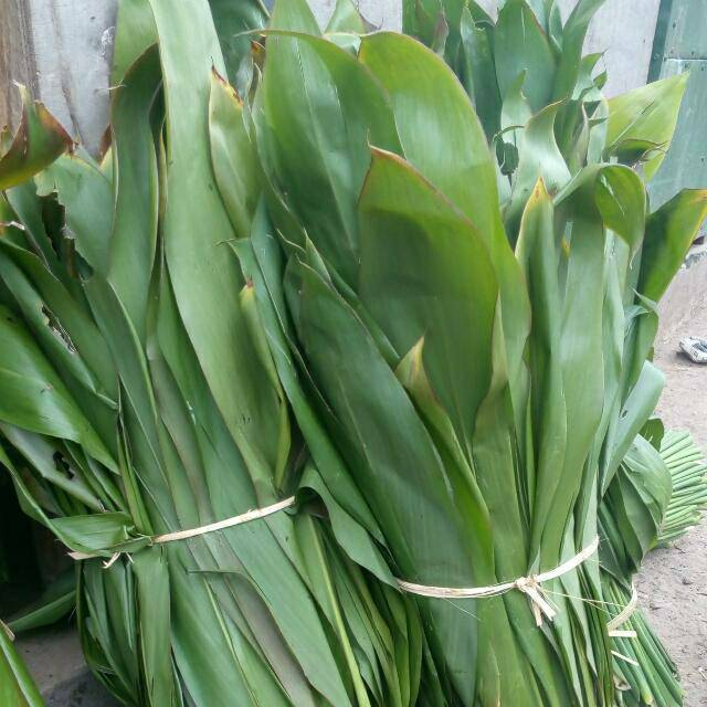 

Bahan bungkus bacang/bakcang per lembar/helai/daun hanjuang