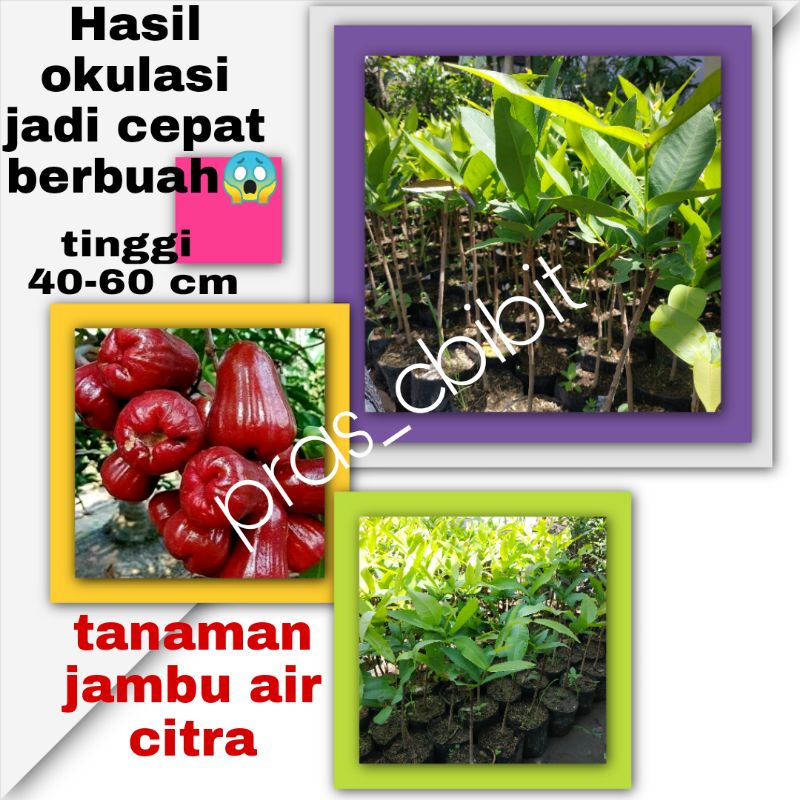 Bibit Buah Jambu air Citra