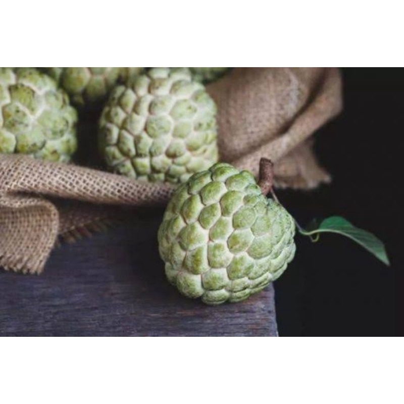 

buah srikaya hijau segar per 500gram