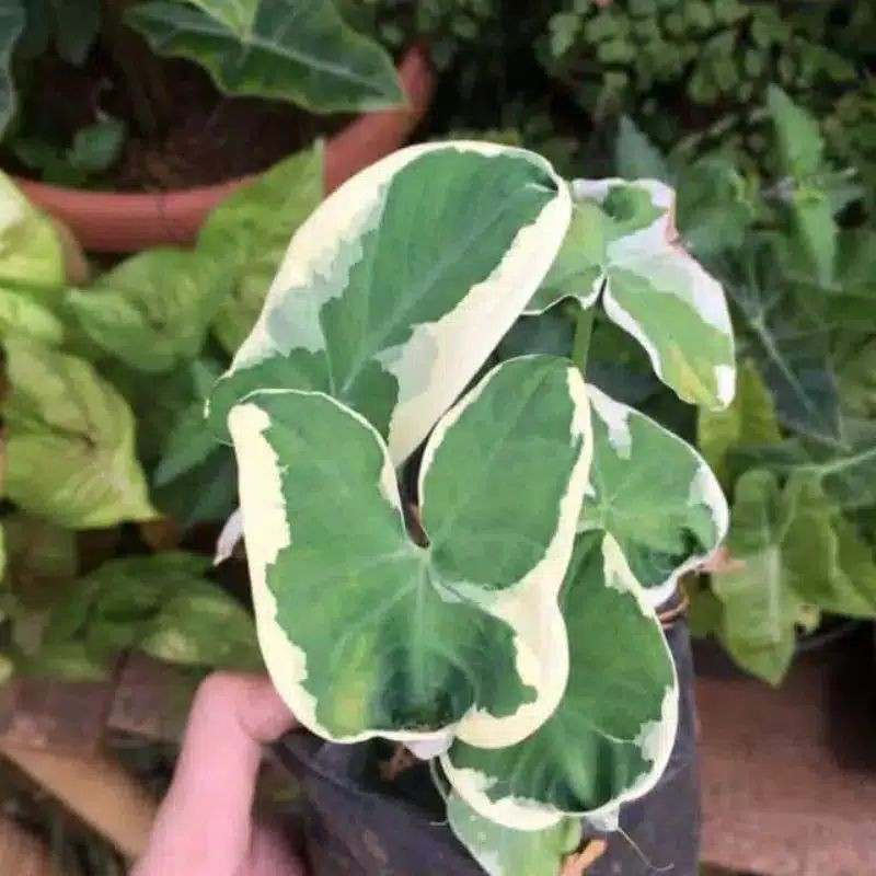 Tanaman hias kantong semar varigata Cladi kantong semar