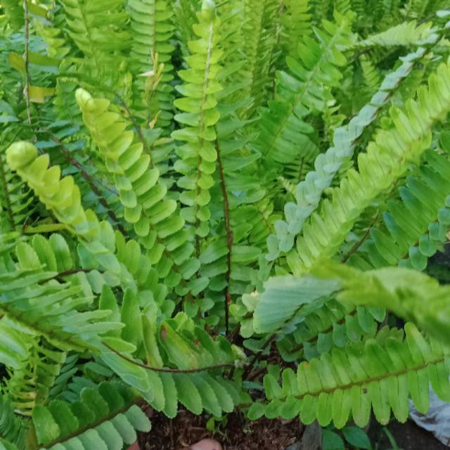 Tanaman hias pakis sisir