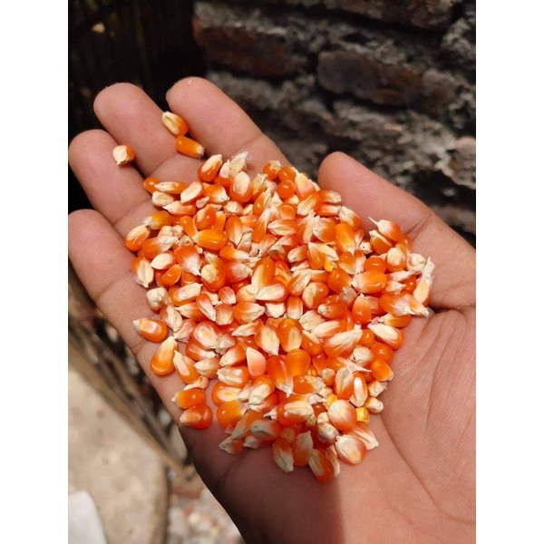 JAGUNG KRISTAL CRYSTAL SUPER 1KG