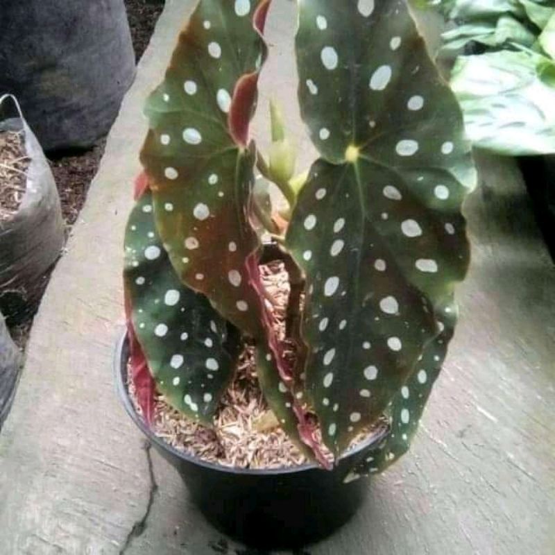 Tanaman hidup jenis jenis begonia