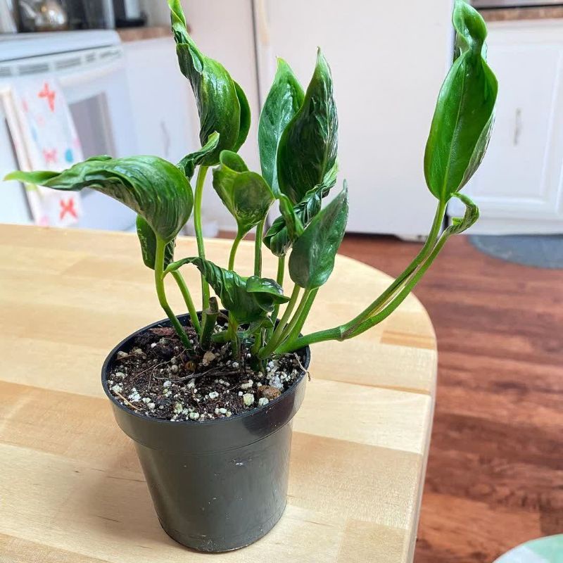 Tanaman bunga Epipremnum Shangrila