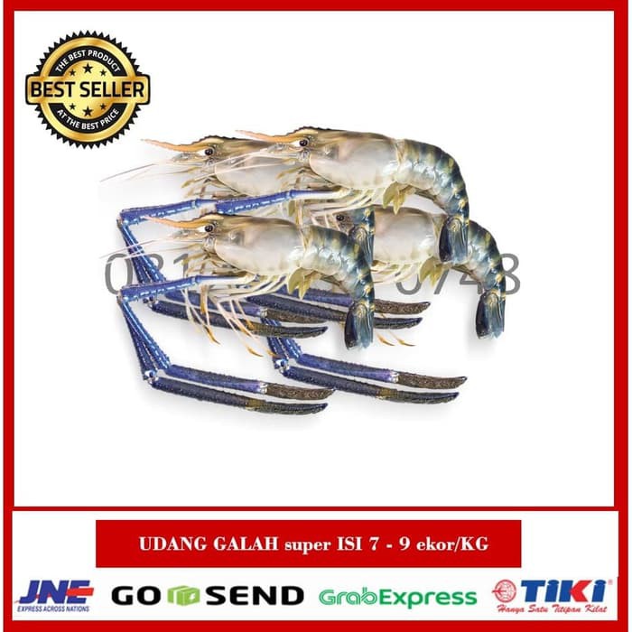 

PROMO UDANG GALAH JUMBO ISI 7 - 9 ekor/KG /UDANG SEGAR/UDANG AIR TAWAR