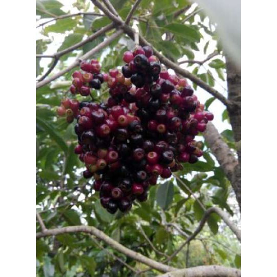 juwet hitam tanpa biji