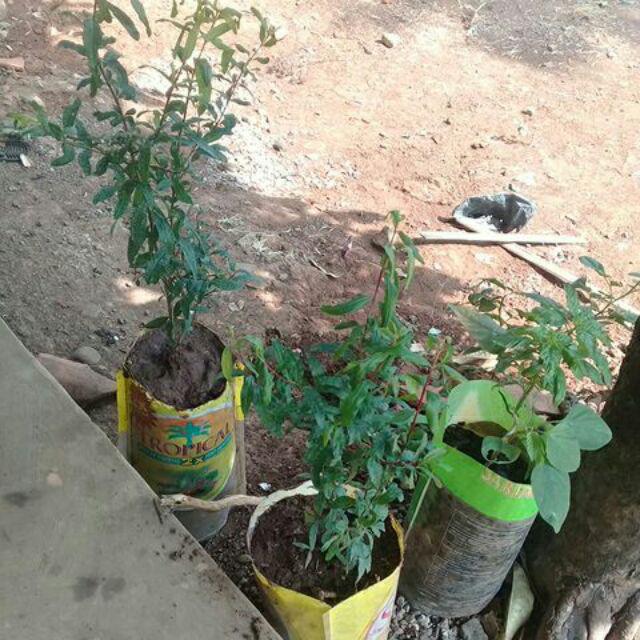 Diskon Pahe 3 Bibit Buah Delima Merah Hitam Dan Putih.