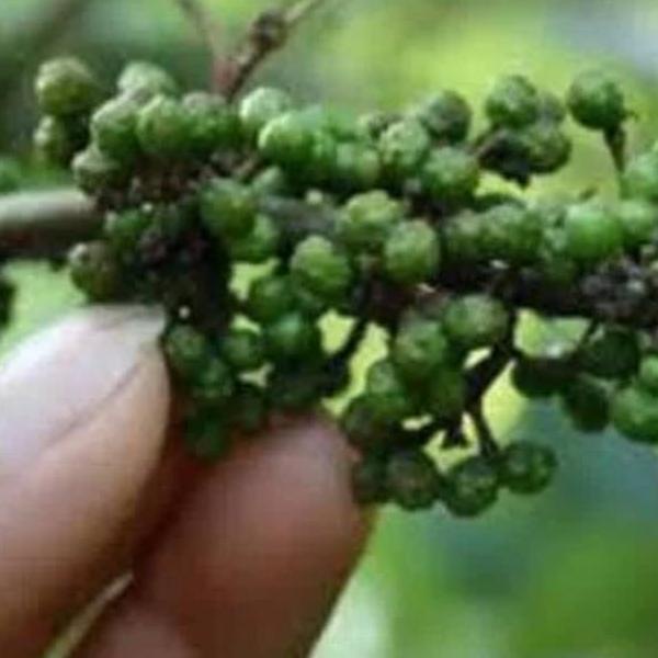 

HARGA MURAH Andaliman Segar 100 gr დ 859
