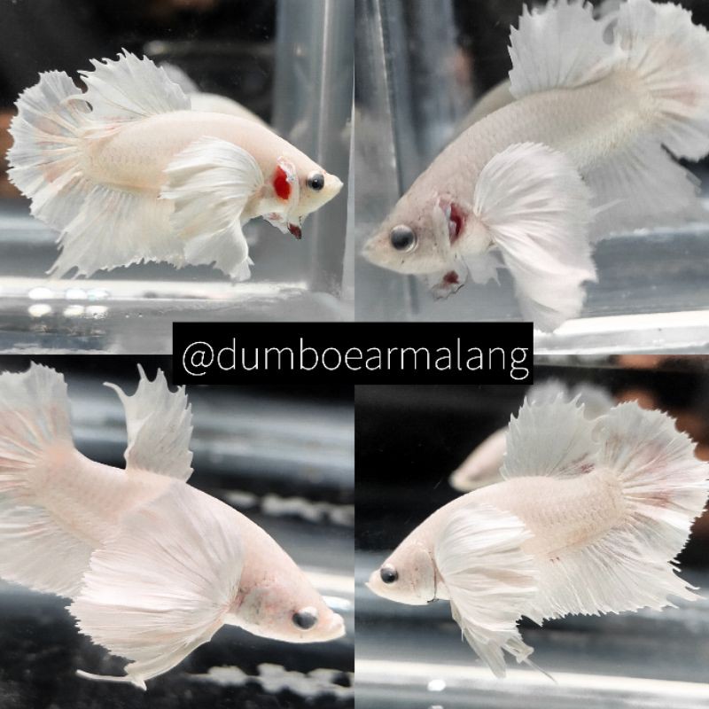 Plakat Dumbo Ear White Platinum