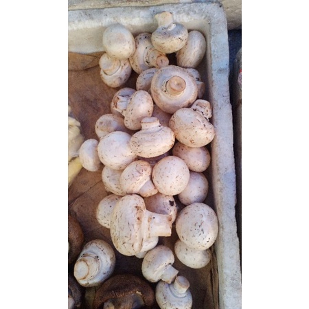 

Jamur Champinone 1 Kg Fresh.