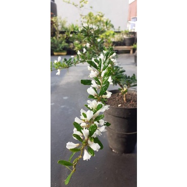 Saeng simbur vietnam bunga putih