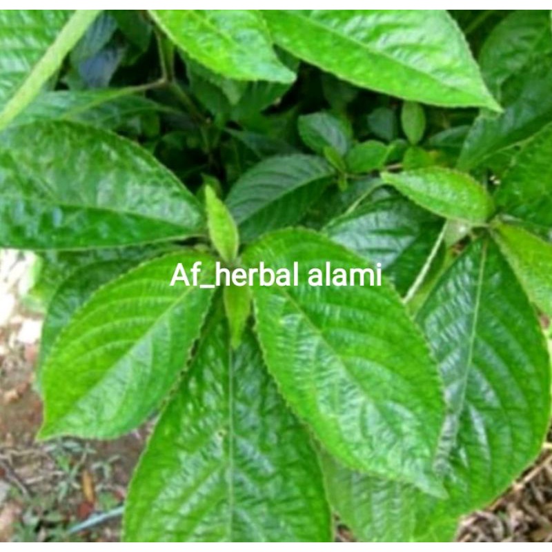

DAAUN KI BELING/KEJI BELING/PECAH BELING HERBAL 200g