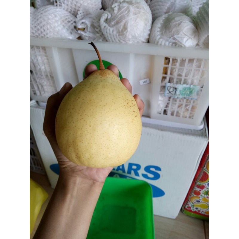 

buah segar import pear yalie