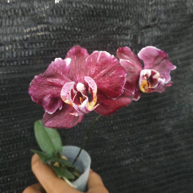 Remaja- Anggrek Bulan Black Jack