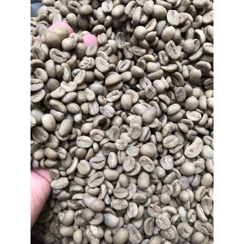 

Green Bean Arabica Gayo Luwak Liar