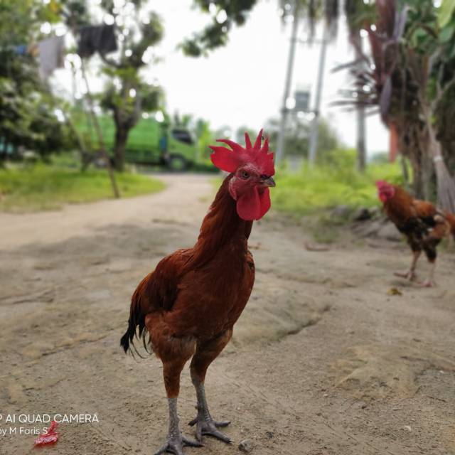 argookta