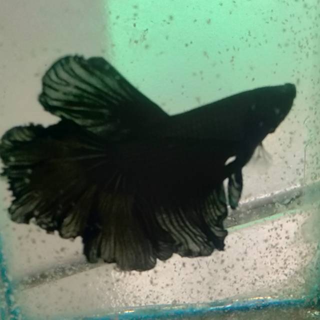 Cupang hias halmoon size L real pick