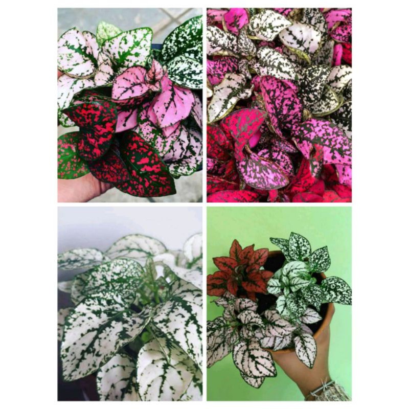 

4 pot bunga Bunga Hipoestes