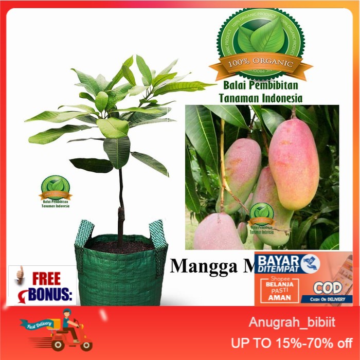 bibit mangga mahachanok / bibit buah / tanaman