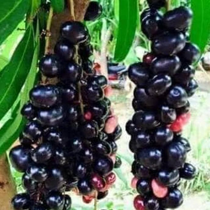 Bibit Buah Juwet / Jamblang Hitam