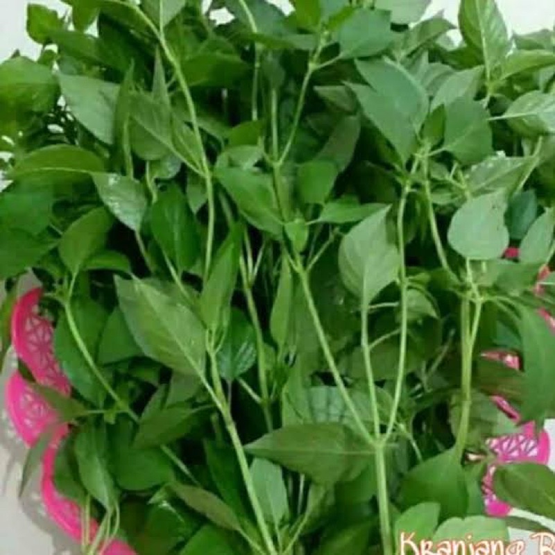 

Daun kemangi segar