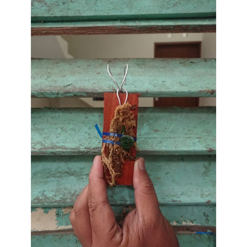 Bibit Cutting Rhaphidophora cryptantha