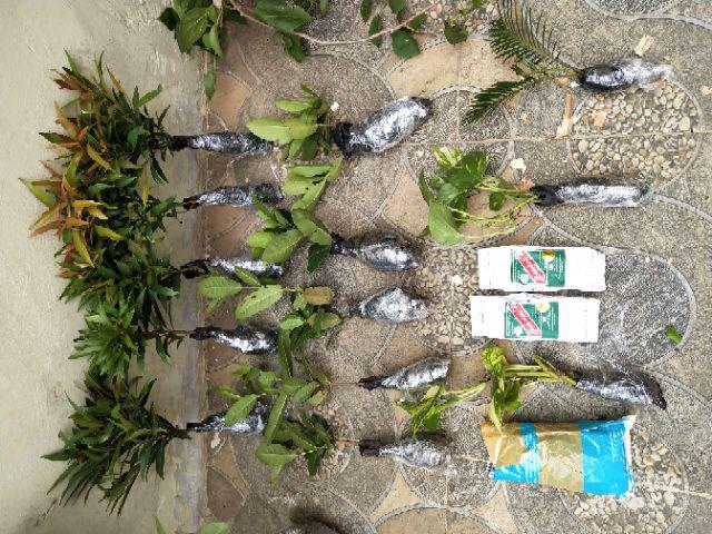 Tanaman Hias Palem Sikas-bibit Tanaman Sikas