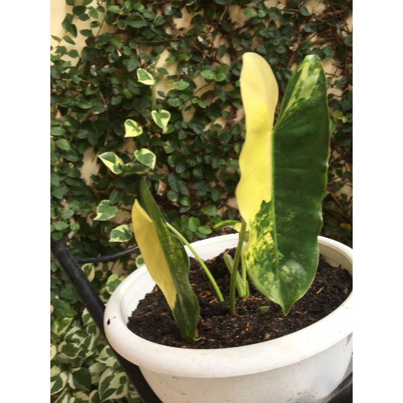 TANAMAN HIAS BREKELE VARIGATA