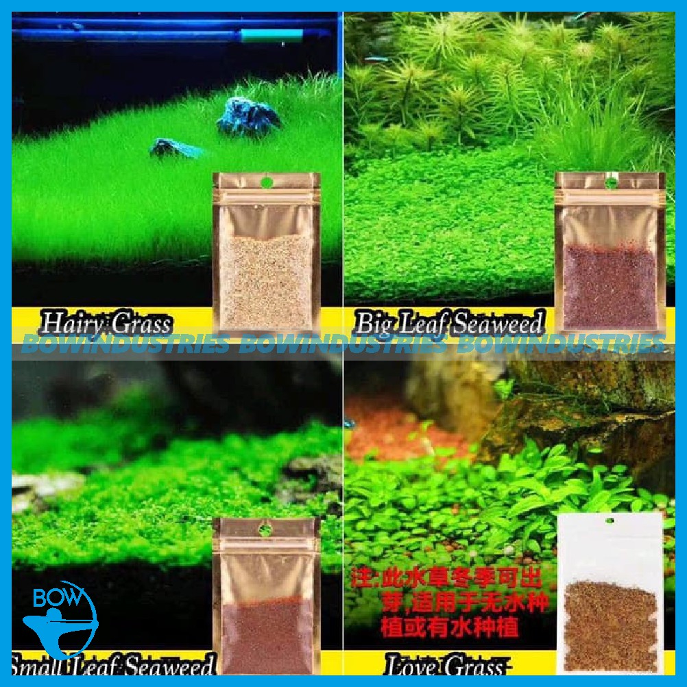 Bibit benih tanaman  air Carpet Hair Grass seed aquascape  