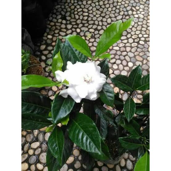 Tanaman Hias Gardenia Agusta/Pohon Kaca Piring - Pohon Gardenia Putih