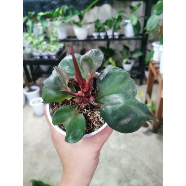 philodendron red heart