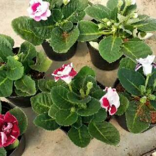  Tanaman  hias  gloxinia aneka warna Shopee Indonesia