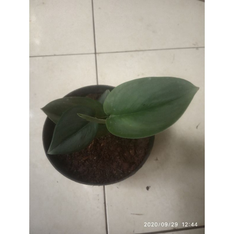 

tanamanhiassirihgading/susu