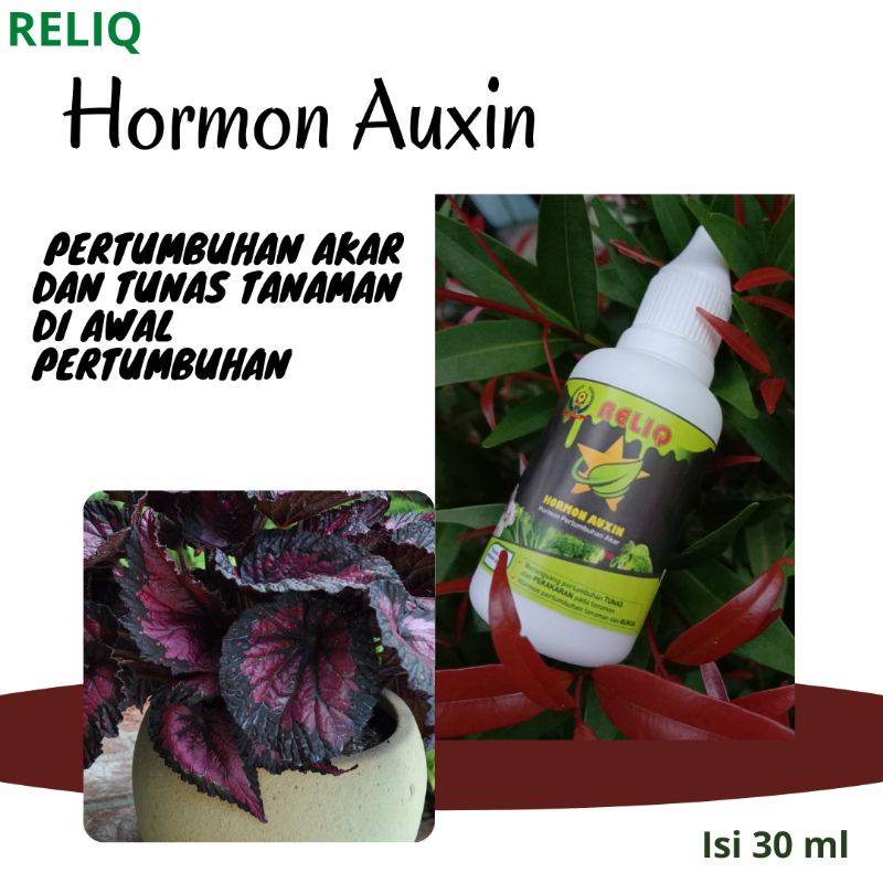 TERBAIK  Hormon Tumbuh Tanaman Auksin Reliq, Pupuk Untuk Bunga Wijaya Kusuma