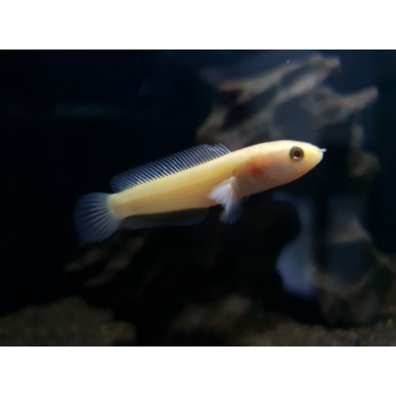 Limbata golden xanthic size 6-8 canaa unik