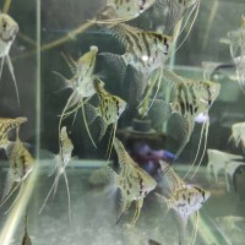 ikan manfish clown aquaskep