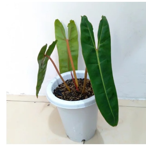 Tanaman Hias Philodendron Bilitieae Tanaman Bunga Kabel Busi Tanaman Philo Bilietiae Tanaman Hidup