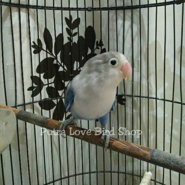 

Love Bird Spangle Blue jantan Dewasa Siap Ternak