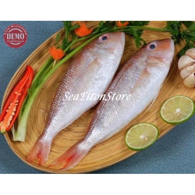 

Ikan Kurisi Kerisi Terisi / Ikan Laut Fresh GARANSI SEGAR